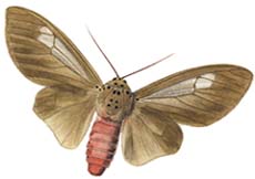 d_eucoptera m.JPG (10132 Byte)