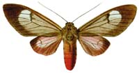fennia.jpg (9276 Byte)