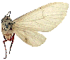 V kiellandi.GIF (4393 Byte)