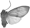 V puella carneola.GIF (6784 Byte)
