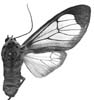 affinis f 94-0005.JPG (6339 Byte)