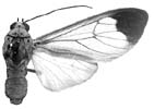aldabrensis 94-0024.JPG (6694 Byte)