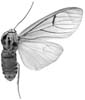 androfusca f 94-0017 Kopie.JPG (4721 Byte)