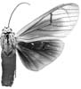 androfusca m 94-0014.JPG (5758 Byte)