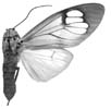 bauri m 94-0021.JPG (5715 Byte)