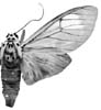brunnea bipar 95-0005.JPG (5956 Byte)