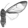 brunnea f 94-0026.JPG (5504 Byte)