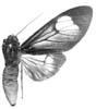 brunnea m 94-0027.JPG (5509 Byte)