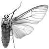 bubo m 94-0006.JPG (6188 Byte)