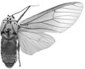 bubo w 94-0007.JPG (5773 Byte)