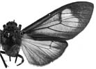 castanea m 94-0023.JPG (8064 Byte)