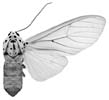 catinca f 94-0033.JPG (5183 Byte)