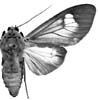 fennia 95-0008.JPG (6765 Byte)