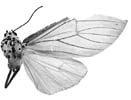 fuscivena m 94-0044.JPG (6594 Byte)