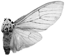 howardi m 94-0045.GIF (10232 Byte)