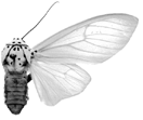 leucoptera f 94-0043.GIF (8230 Byte)