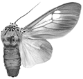 leucoptera m 94-0039.GIF (9196 Byte)
