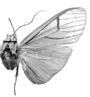 lineolata m 94-0013.GIF (6034 Byte)