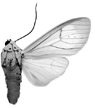 lupia m 94-0012.GIF (6013 Byte)