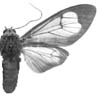 luteibarba_sw.JPG (5421 Byte)