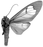 madagascariensis f 94-0019.GIF (12274 Byte)