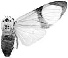 magnifica 94-0035.GIF (10009 Byte)