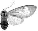 makadara f 94-0011.GIF (8064 Byte)