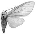 mulleri f 94-0003.GIF (8110 Byte)