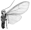 mulleri m 94-0010.GIF (7258 Byte)
