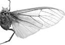 nigrivenosa m 94-0002.GIF (7706 Byte)