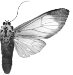 nigroapicalis 94-0025.GIF (12856 Byte)