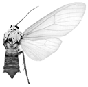 niveivitrea f 94-0032.GIF (7780 Byte)