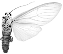 niveivitrea m 94-0028.GIF (7438 Byte)