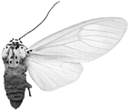 phaedra f 94-0042.GIF (8438 Byte)