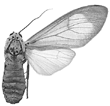 puella invidua f 94-0041.GIF (7224 Byte)