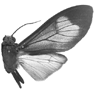 puella m 94-0015.GIF (6061 Byte)