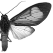 puella rothi m 94-0022.GIF (7390 Byte)