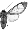 roseomarginata 95-0007.GIF (6310 Byte)