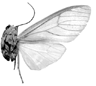 rufifemur f 94-0018.GIF (5200 Byte)