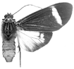 syntomina m 94-0008.GIF (7058 Byte)
