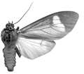 thermochroa m 94-0009.GIF (7606 Byte)