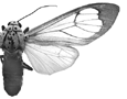 vitrea f 94-0001.GIF (6623 Byte)